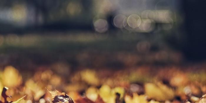 938x1668 Download wallpaper 938x1668 leaves, october, light, autumn, park