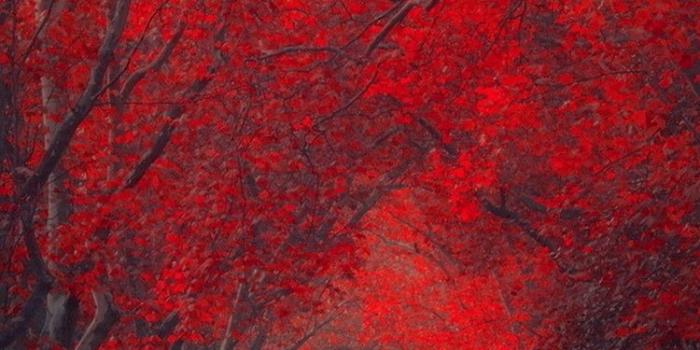 750x1334 Red October Forest Pathway iPhone 6 Wallpaper HD - Free Download