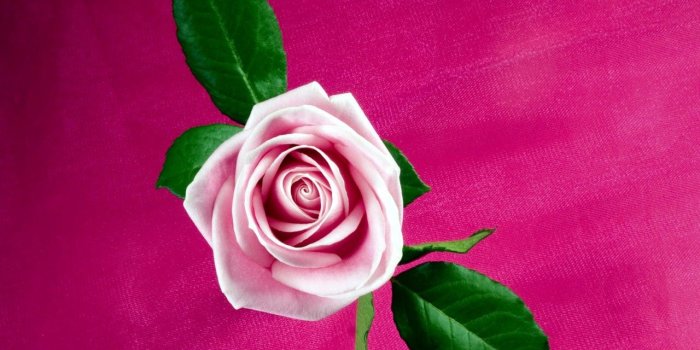 1280x1024 Cool Pink Rose Wallpapers | HD Wallpapers | ID #9442