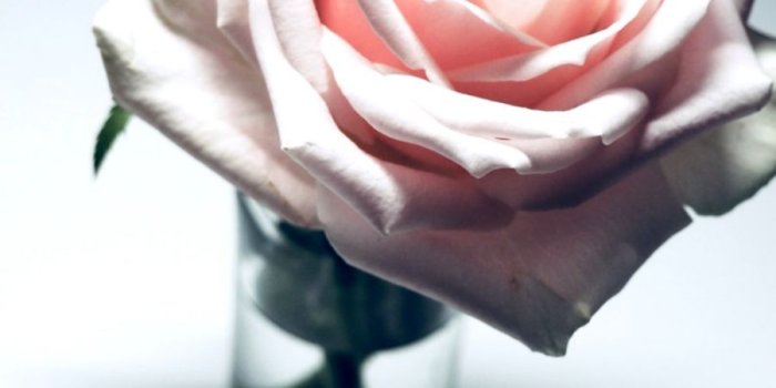 900x1137 Hand Flowers Pink Roses Hd Wallpaper | Lib Wallpapers