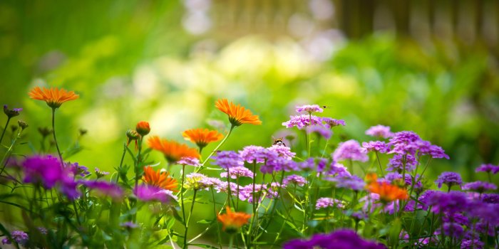 4000x2667 Best Nature Wallpapers Hd Free Download - Beautiful Flower Hd