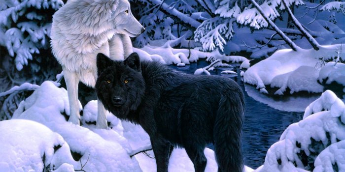 1920x1200 Wolf Wallpapers For Iphone | Animals HD Wallpaper