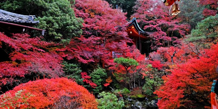 3840x2400 Download wallpaper 3840x2400 temple, autumn, japan, kyoto 4k ultra