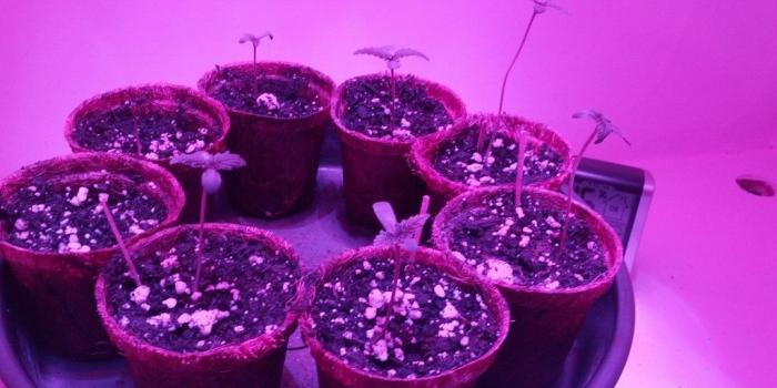 1024x768 Lean Wallpapers