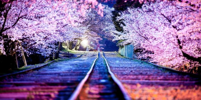 1920x1200 4K Nature Wallpaper Spring Japan (45+ images)