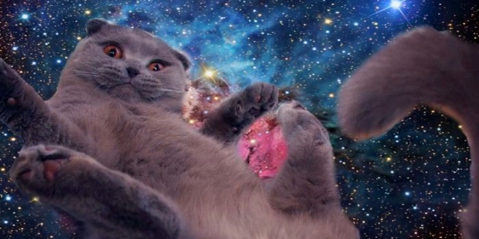 1651x914 Galaxy Cat Wallpapers - Top Free Galaxy Cat Backgrounds