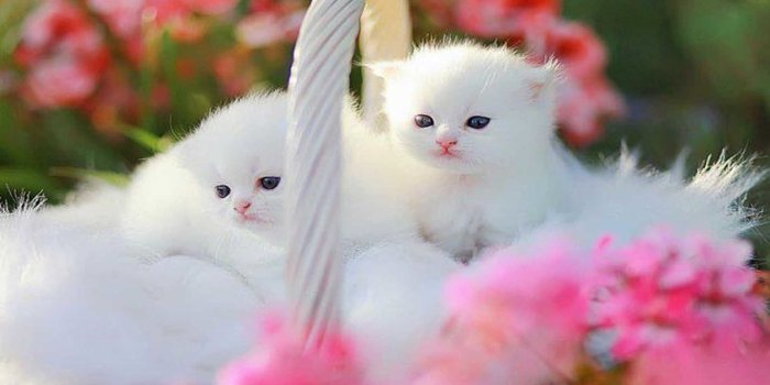 1920x1080 59+ Christmas Kittens Wallpapers on WallpaperPlay