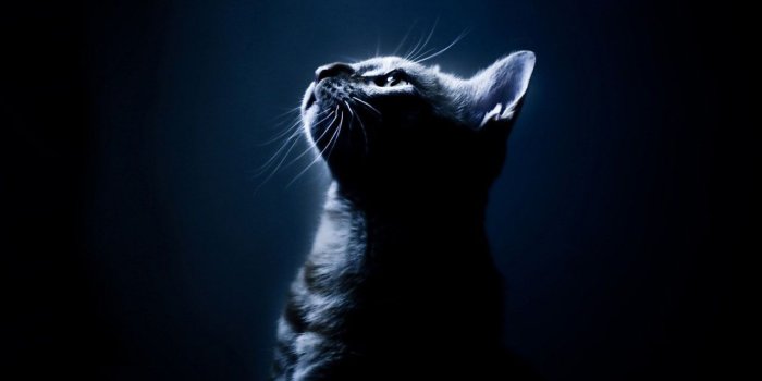 1280x800 Galaxy Cat Wallpapers - Top Free Galaxy Cat Backgrounds