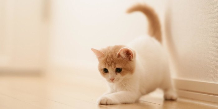 1920x1200 Kitten Wallpaper for Desktop (64+ images)