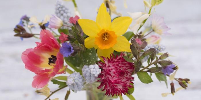 1332x850 Wallpaper Tulip, bouquet, Astra, Muscari, Narcissus, anemone, night