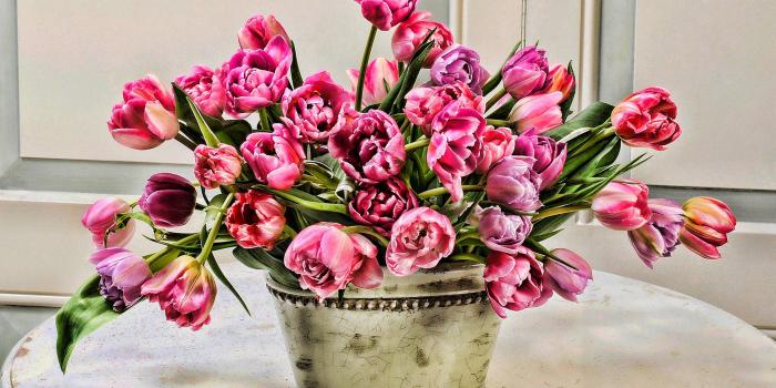 2880x1800 Download wallpapers pot of tulips, spring, bouquet of tulips, pink