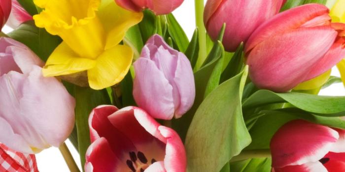 1080x1920 1080x1920 tulips, flowers, petals, spring, spring, bouquet, flowers