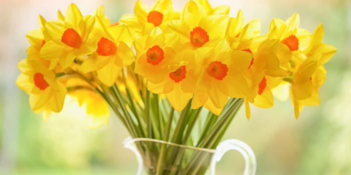 1920x1200 Download wallpapers Daffodils, yellow flowers, spring, yellow spring