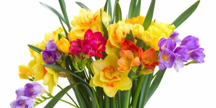 1332x850 Wallpaper colorful, flowers, daffodils, spring, bouquet images for