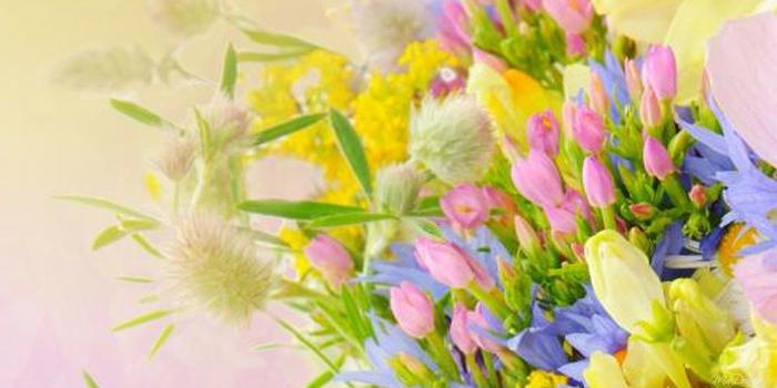 1920x1080 Flower: Gold Yellow Warm Fragrant Summer Daffodils Pastel Blue Soft