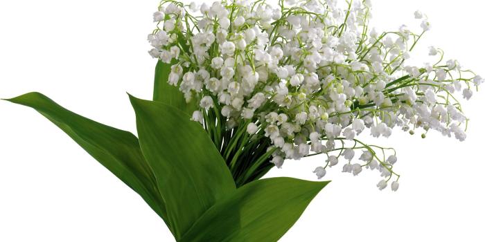 2100x1313 Lilys Of The Valley Flowers Bells Spring Bouquet - Free Stock Photos
