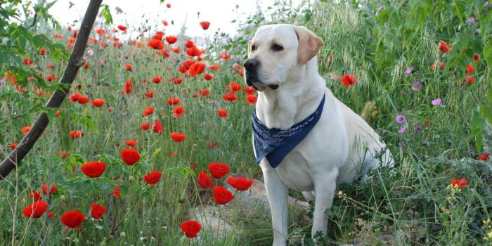 1280x804 Labrador Gucci wallpapers | Labrador Gucci stock photos