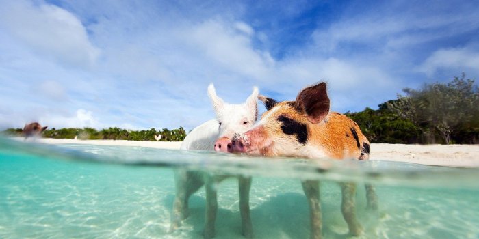 1680x1050 hd bahamas wallpaper | ololoshenka | Bahamas pigs, Exuma island, Pig
