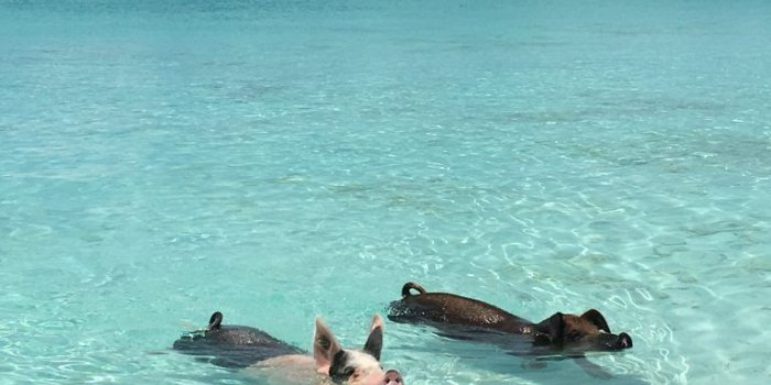 768x1024 5 Awesome Things to do in the Exumas, Bahamas