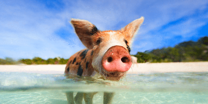 1400x1050 Put Swimming with Pigs on Your Bahamas Bucket List