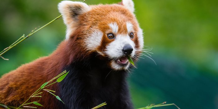 6000x4000 Black, brown, and white medium-fur animal hiding through plant HD