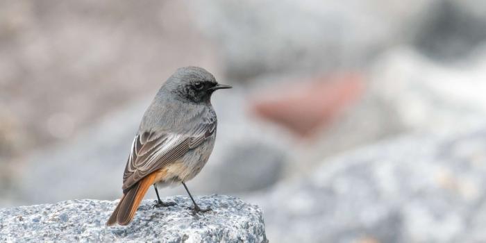 2500x1668 3089529 animal, beak, bird, black redstart, blur, close up, daylight
