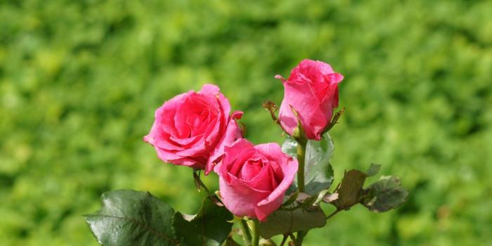 1600x1200 ihot wallons: cute little wings: 3 pink rose