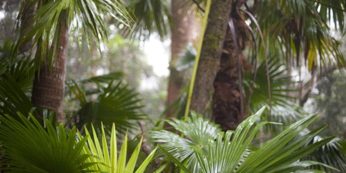 1920x1200 Tropical Rainforest Wallpapers