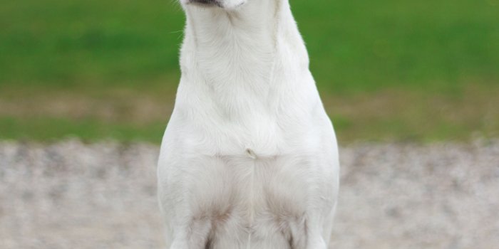 3456x5184 white short coat medium dog free image | Peakpx