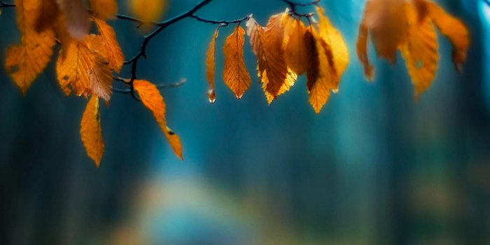 1440x1280 Leaf landscape 1440x1280 Samsung Galaxy Nexus 2 Wallpaper HD_Samsung