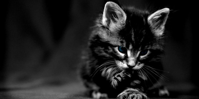 1472x828 17773 1080p black and white wallpaper