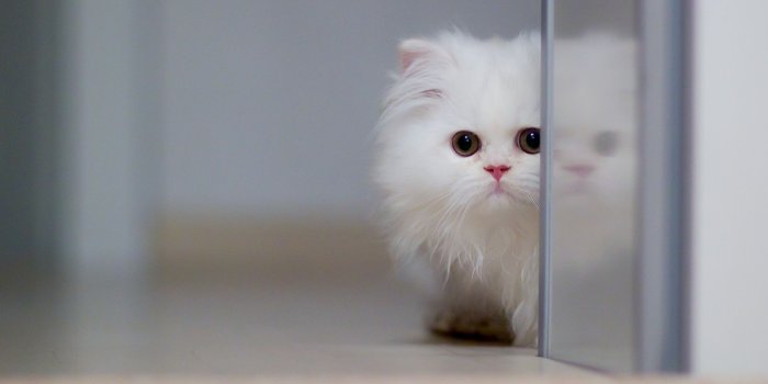 1680x1050 Cute White Cat ❤ 4K HD Desktop Wallpaper for 4K Ultra HD TV • Wide