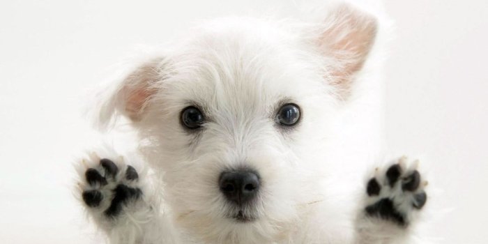 1920x1080 Medium-coated white puppy, dog, West Highland White Terrier HD
