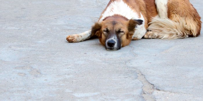 5184x3456 white and brown medium coat medium sized dog free image | Peakpx