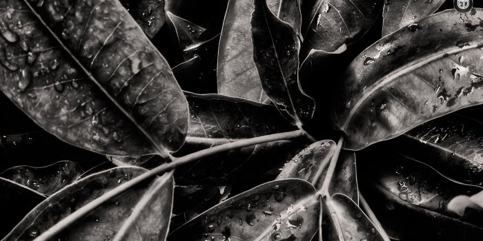 1920x1080 70 HD Black And White Wallpapers For Free Download (Resolution 1080p)