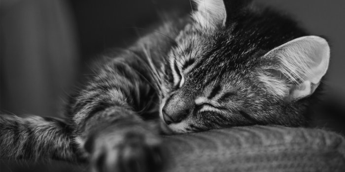 2560x1600 Download wallpaper 2560x1600 cat, muzzle, sleep, pillow, striped