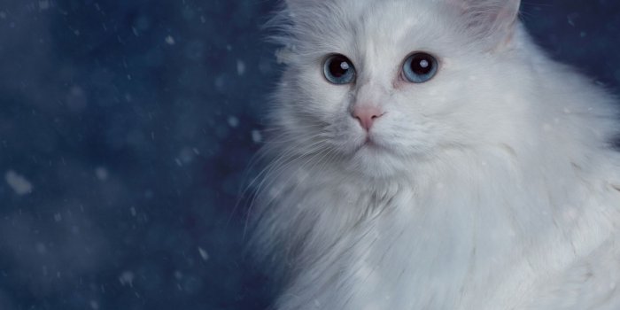 1920x1080 Asian Semi Longhair, Turkish Angora, Small to Medium Sized Cats