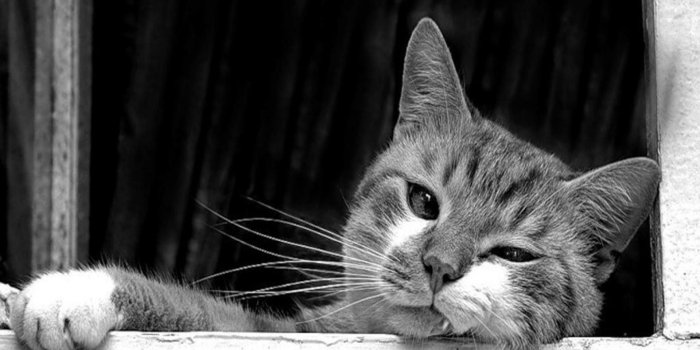 1920x1080 Black and White Cat Wallpapers (70+ background pictures)
