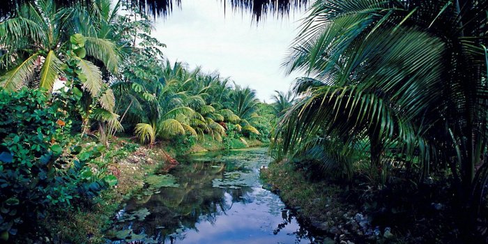 1920x1080 Tropical Wallpaper