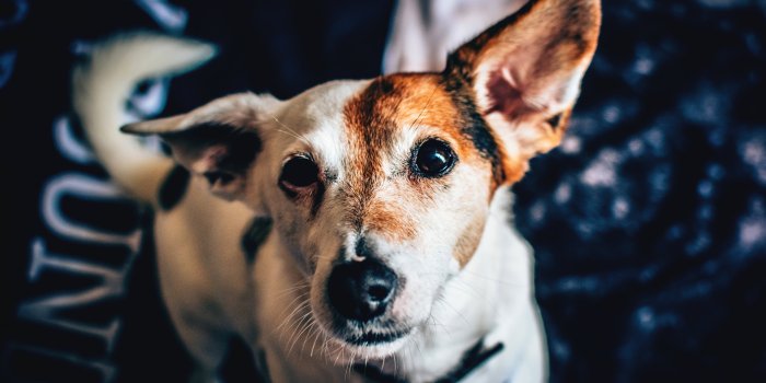 6000x4000 White Brown Short Coat Medium Dog - Free Stock Photo, Image