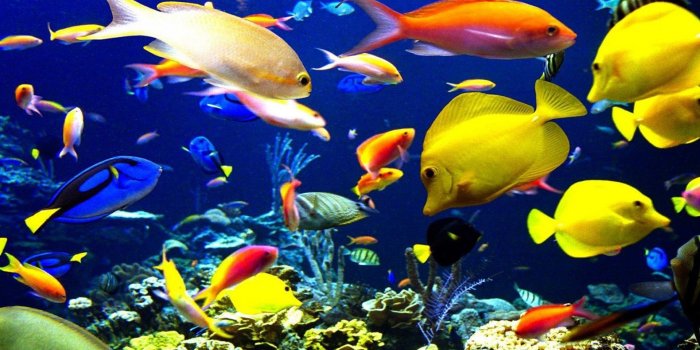 1920x1440 Tropical-Fish underwater world sea-okean-HD Wallpaper-for Laptop and