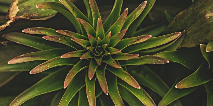 1366x768 Download 1366x768 wallpaper tropical plant, leaf, tablet, laptop