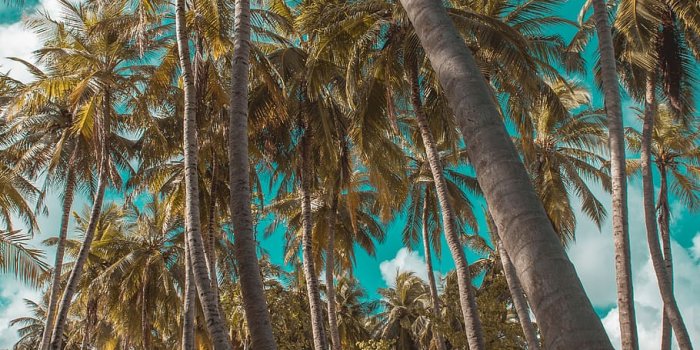 910x1363 HD wallpaper: palm tree, tropical climate, plant, tree trunk, land