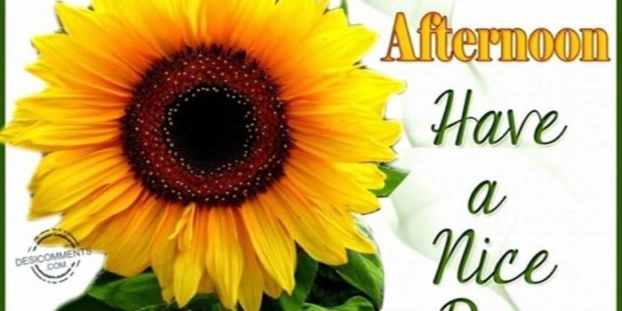 1024x768 Good Afternoon Images With Flowers - Good Afternoon Happy Sunday