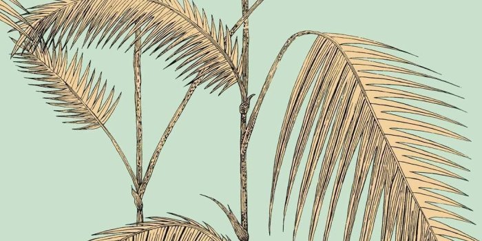 1069x1307 Palm Leaves Wallpaper