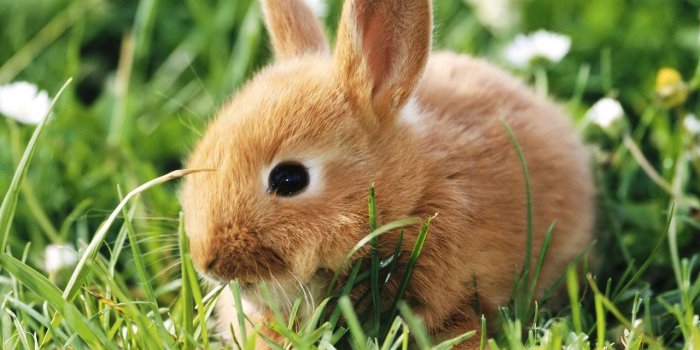 1280x960 Cute Bunny Wallpapers