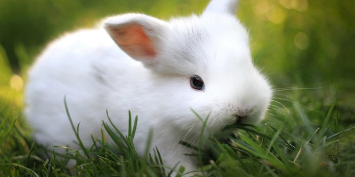 2560x1600 Cute Bunny Wallpapers