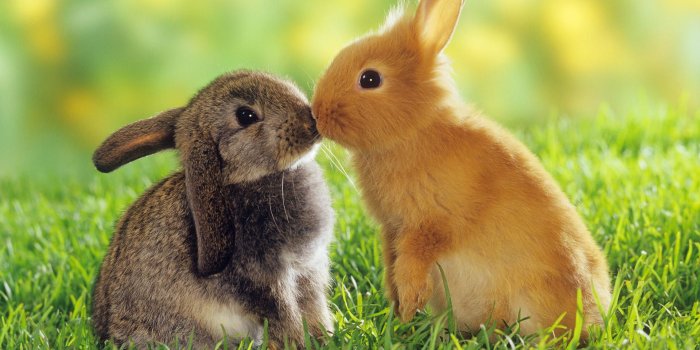 1920x1080 64+ Bunnies Wallpapers on WallpaperPlay