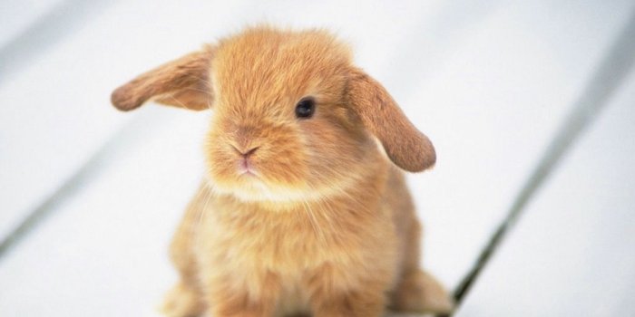 1024x768 Bunny Wallpapers - Bunny Rabbits Wallpaper (128637) - Fanpop