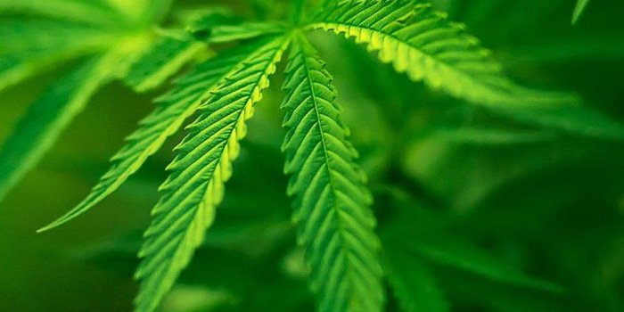 955x854 Marijuana Leaf Wallpaper by RockStar_Venky - 36 - Free on ZEDGE™